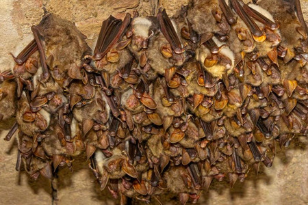 fot. Regionalna Dyrekcja Ochrony Środowiska w Bydgoszczy